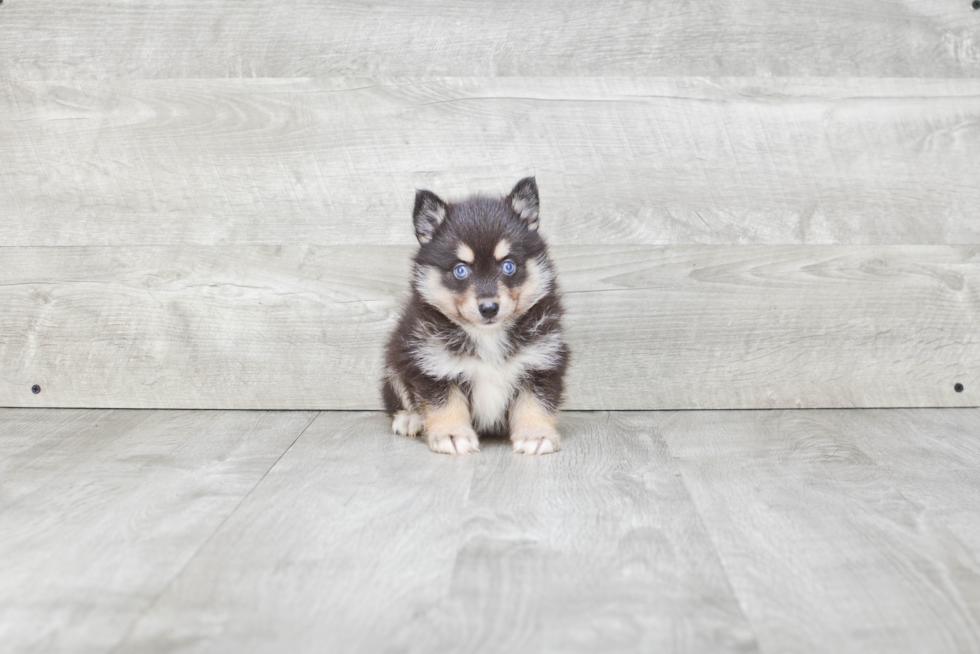 Pomsky Pup Being Cute