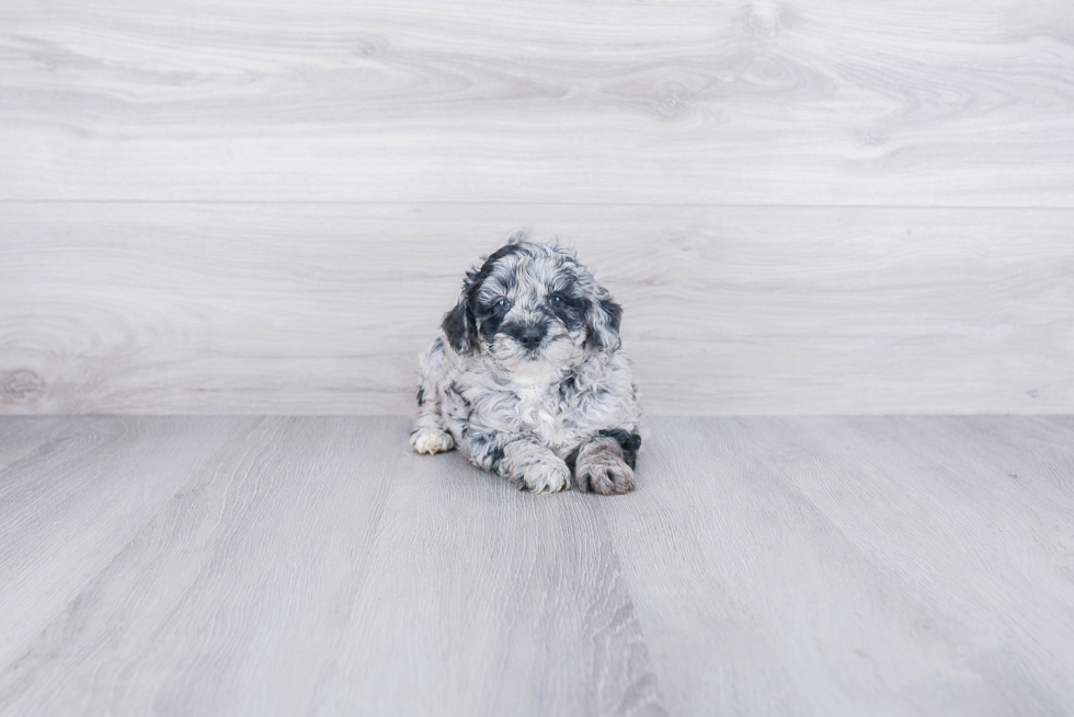 Funny Mini Goldendoodle Poodle Mix Pup