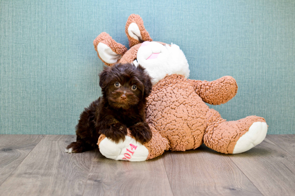 Havanese Pup Being Cute