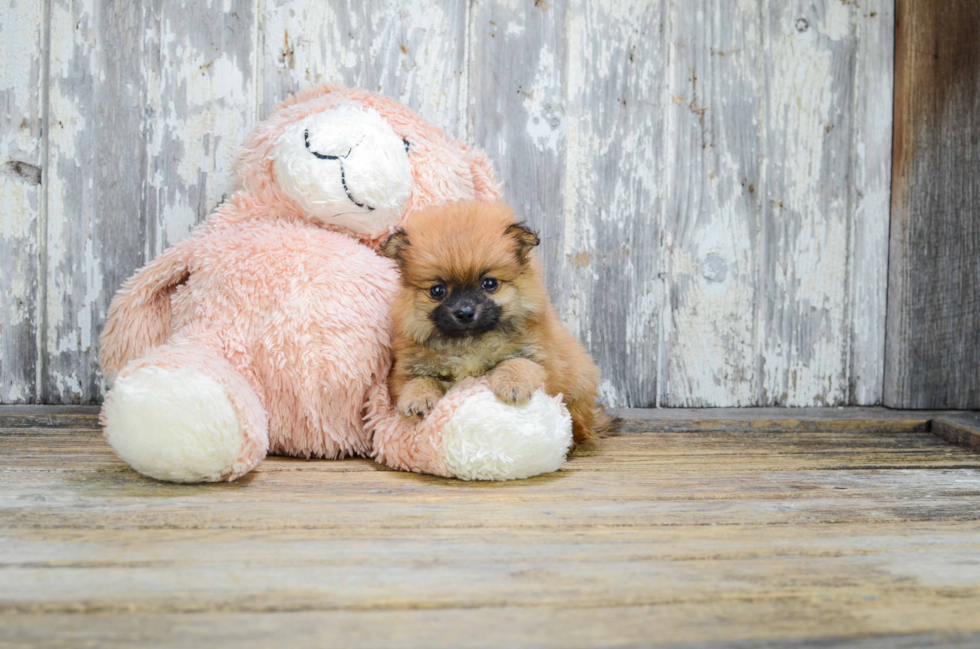 Best Pomeranian Baby