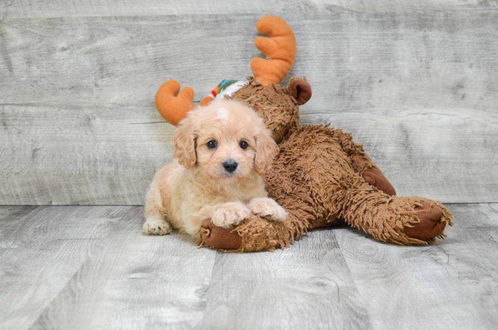 Cavapoo Pup Being Cute