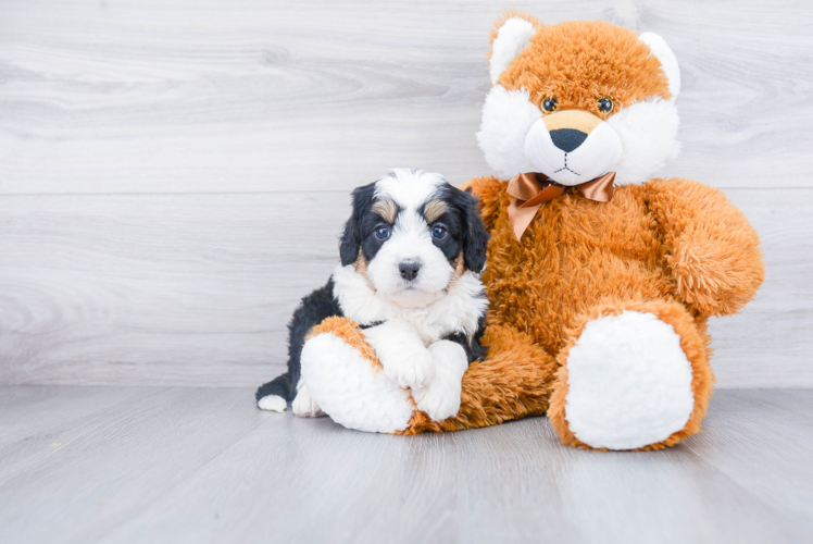 Best Mini Bernedoodle Baby