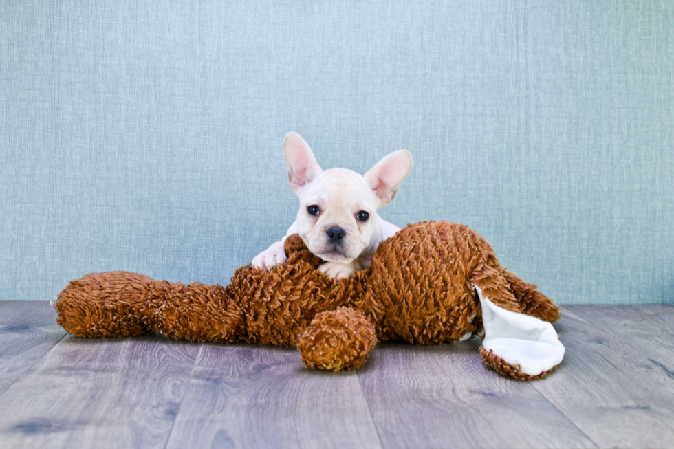 French Bulldog Puppy for Adoption