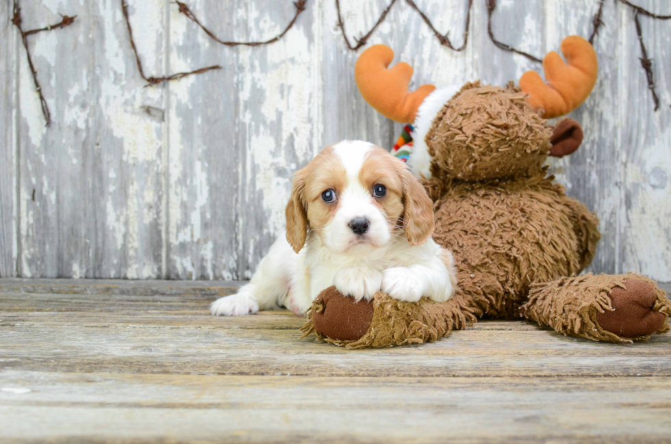 Playful Cavalier Designer Puppy