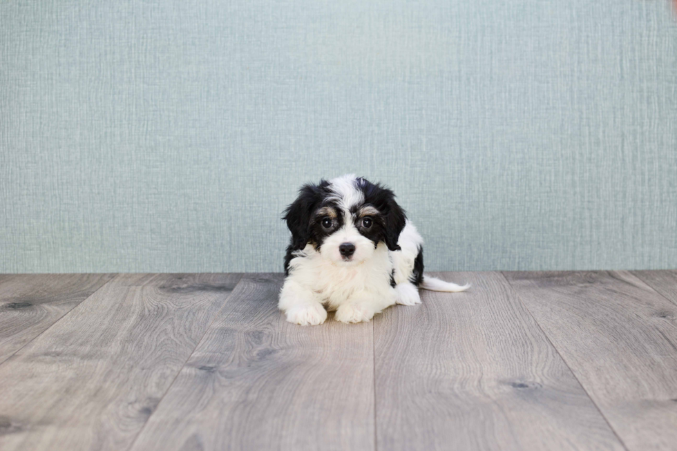 Smart Cavachon Designer Pup