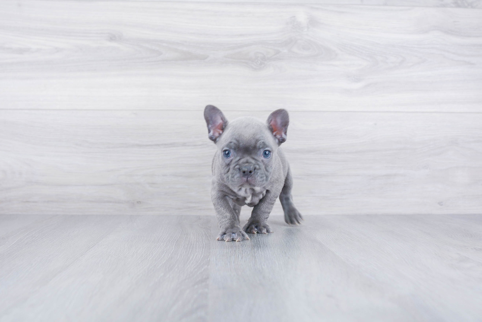 Best French Bulldog Baby