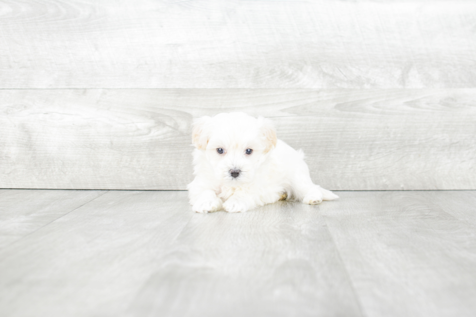 Funny Maltipoo Poodle Mix Pup