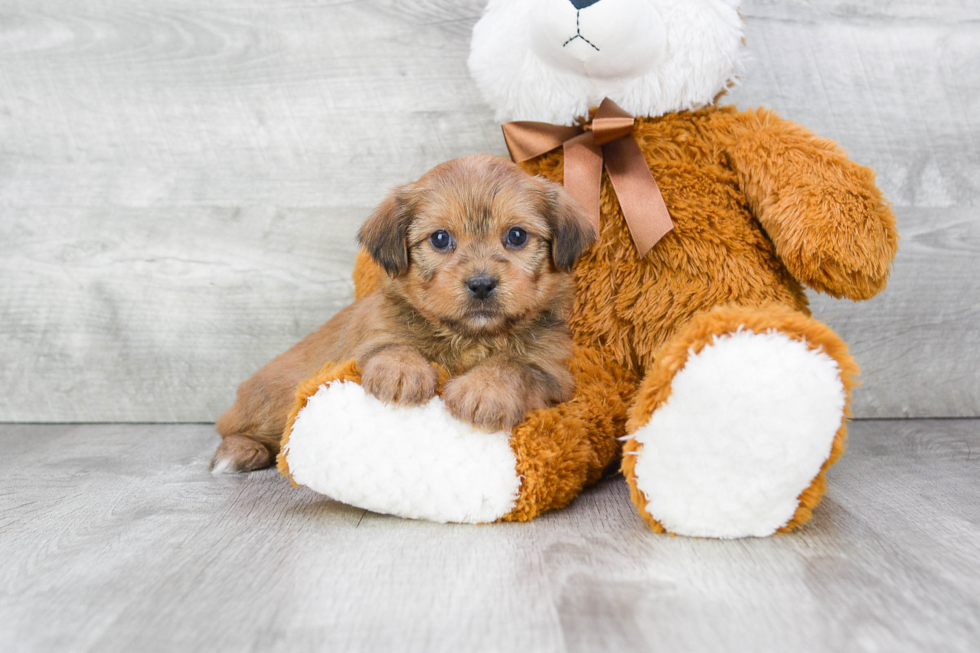 Fluffy Shorkie Designer Pup