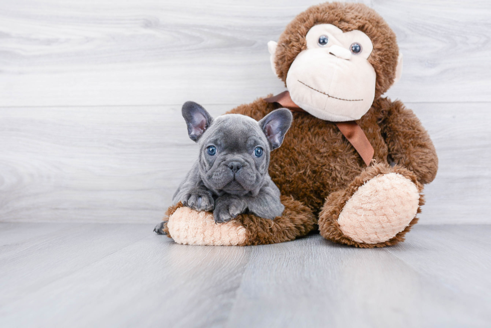 Popular French Bulldog Purebred Pup