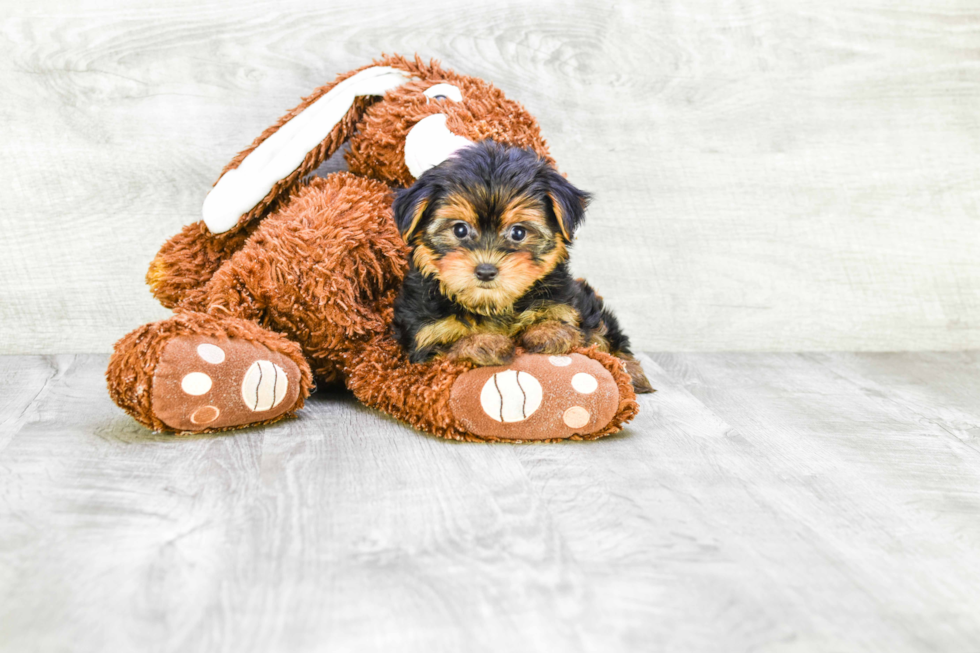 Meet Capone - our Yorkshire Terrier Puppy Photo 