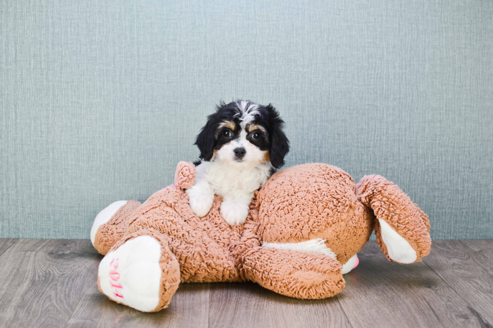 Cavachon Pup Being Cute