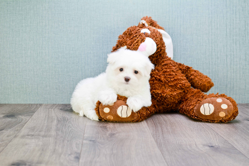 Popular Maltese Baby