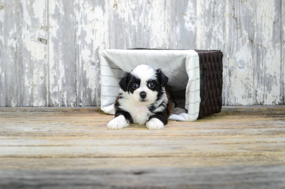 Teddy Bear Pup Being Cute