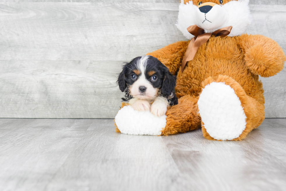 Petite Cavalier King Charles Spaniel Purebred Puppy