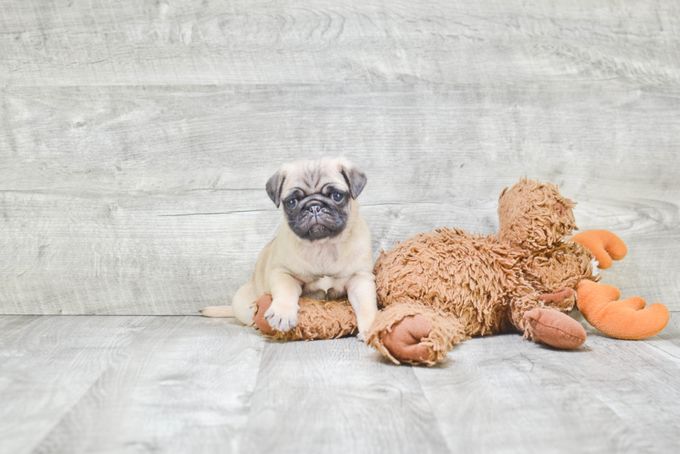 Hypoallergenic Pug Purebred Pup