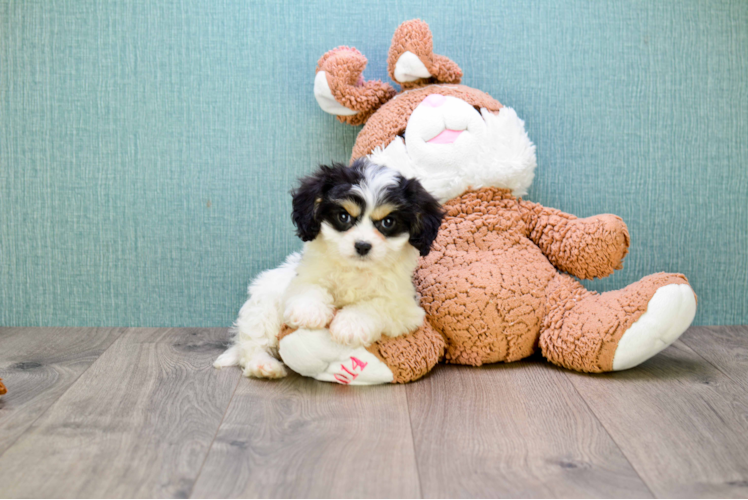 Energetic Cavalier Designer Puppy