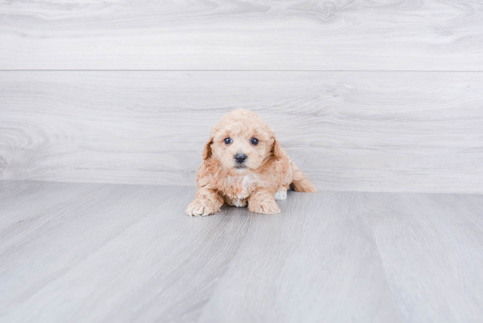 Cavapoo Pup Being Cute