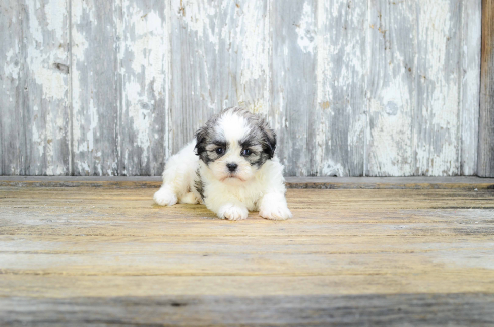 Teddy Bear Pup Being Cute