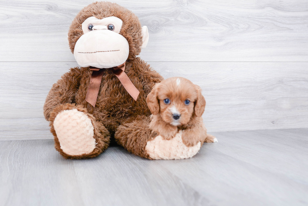 Little Cavoodle Poodle Mix Puppy