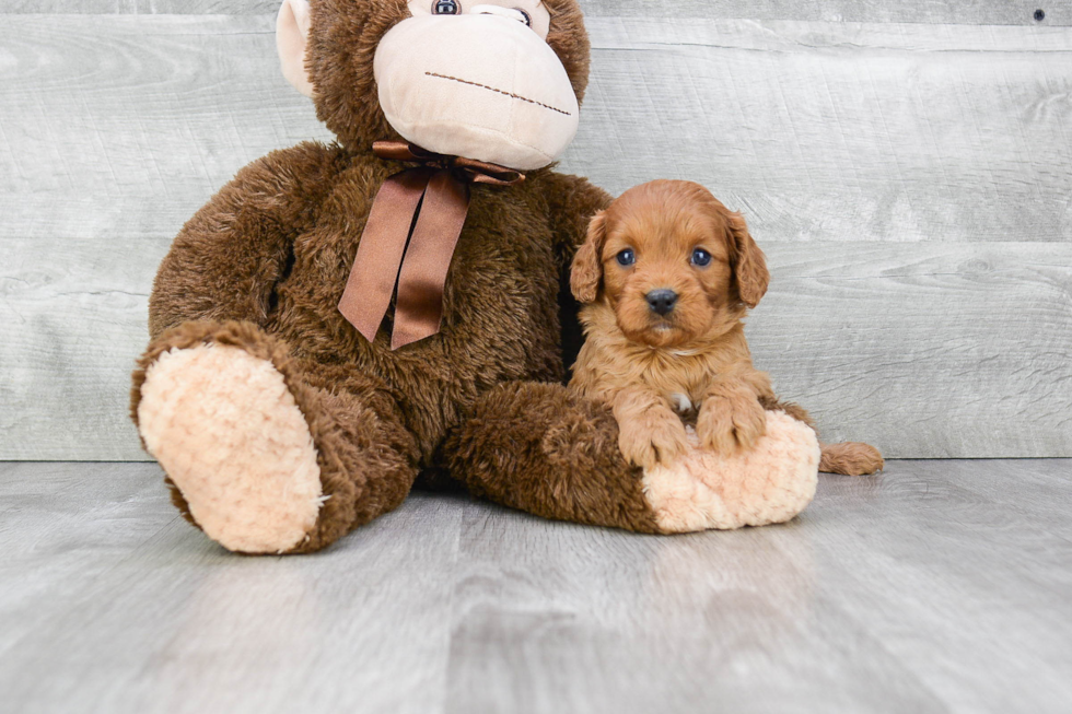 Small Cavapoo Baby