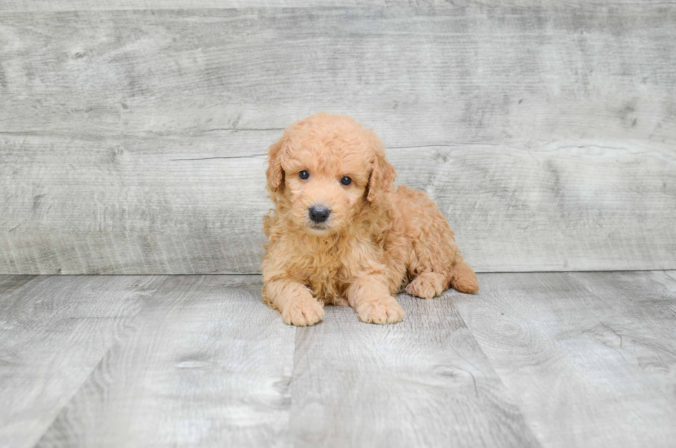 Best Mini Goldendoodle Baby