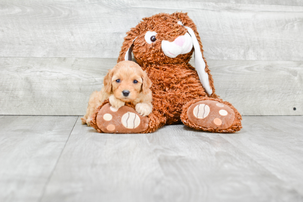 Cavapoo Puppy for Adoption