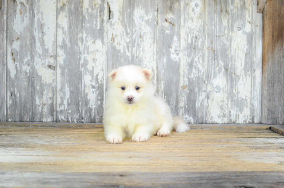 Pomsky Pup Being Cute