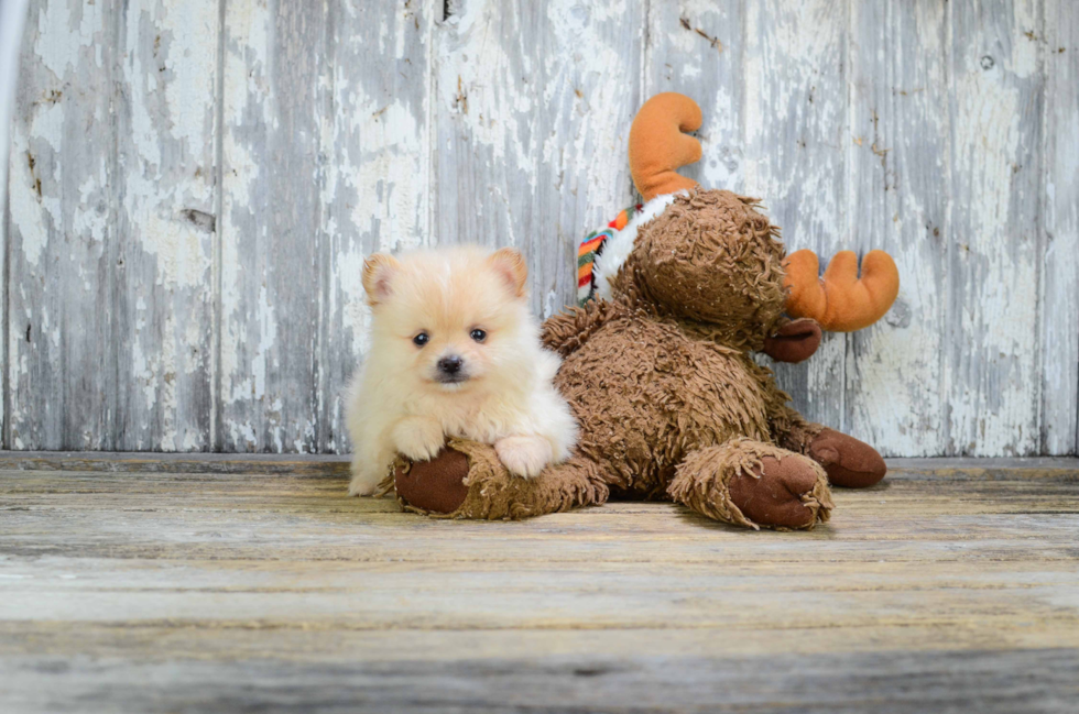 Petite Pomeranian Purebred Puppy