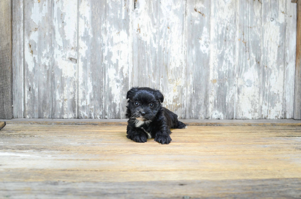 Morkie Puppy for Adoption