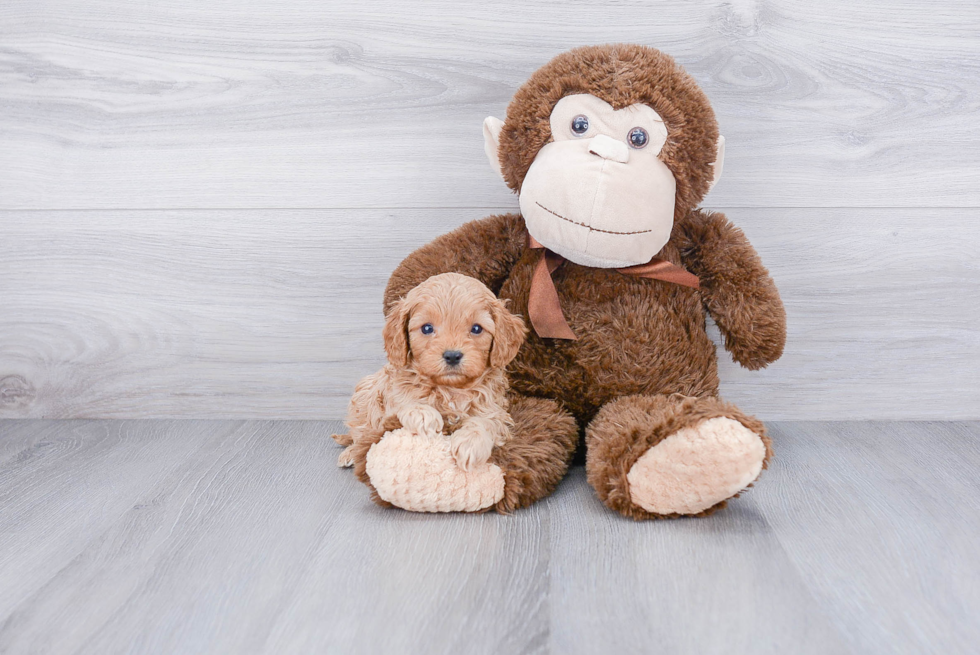 Cavapoo Pup Being Cute