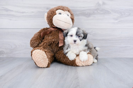 Friendly Havanese Baby