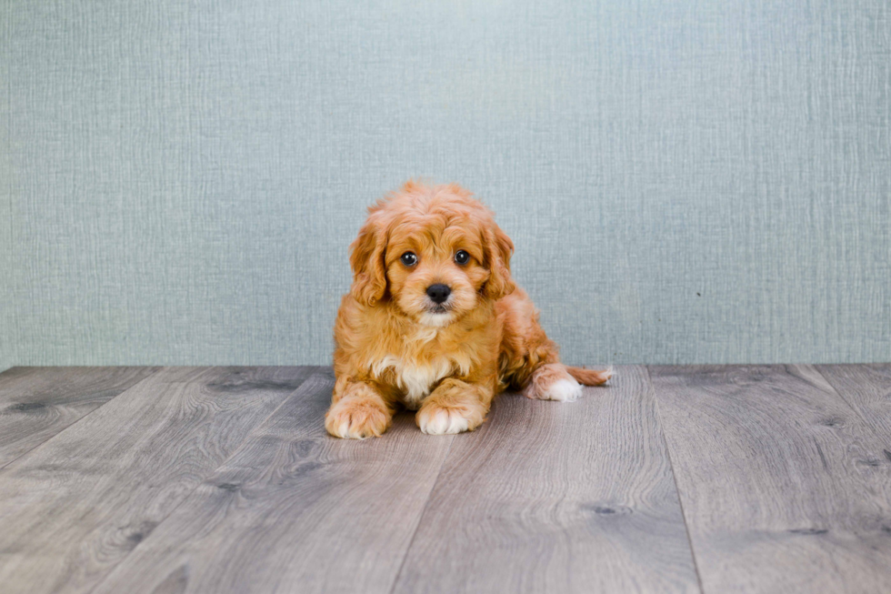 Funny Cavapoo Poodle Mix Pup