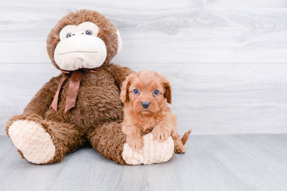 Funny Cavapoo Poodle Mix Pup