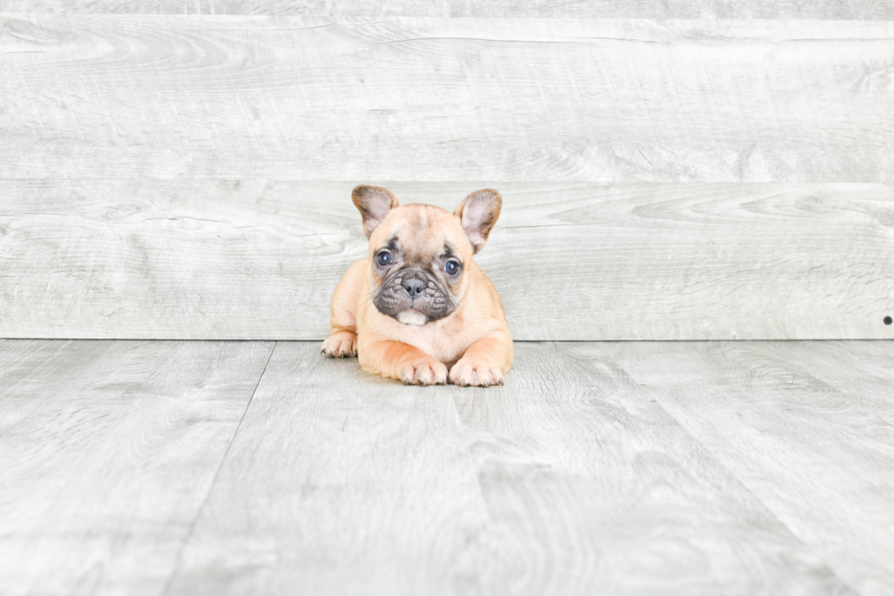 French Bulldog Puppy for Adoption