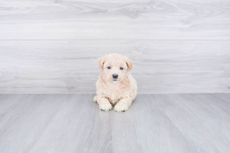 Happy Maltipoo Baby