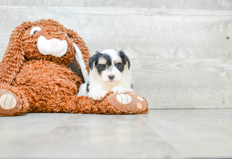 Best Morkie Baby