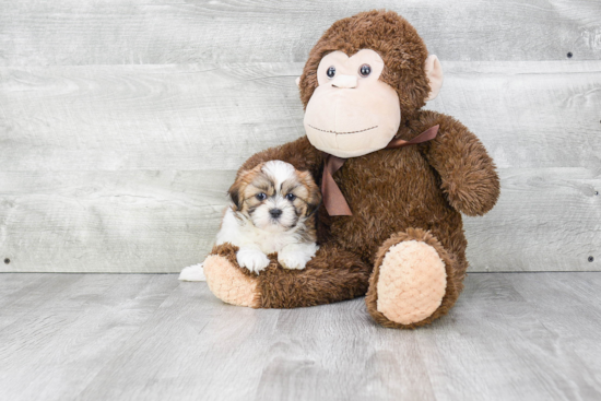 Teddy Bear Pup Being Cute