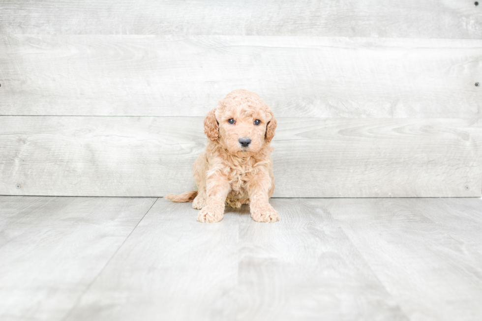 Mini Goldendoodle Pup Being Cute