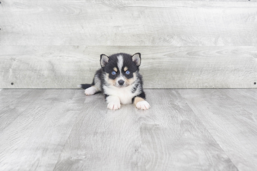 Happy Pomsky Baby