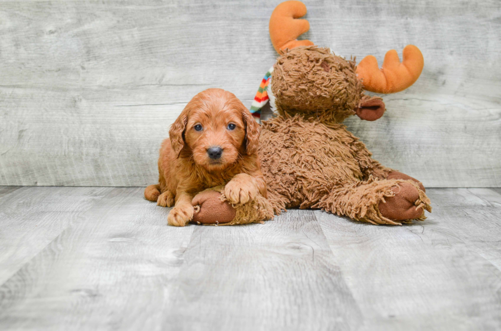 Playful Golden Retriever Poodle Mix Puppy