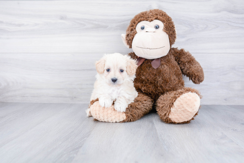 Best Maltipoo Baby