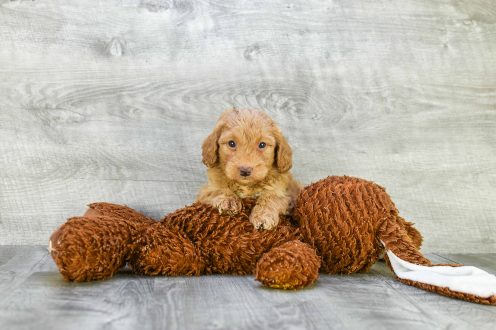 Friendly Mini Goldendoodle Baby