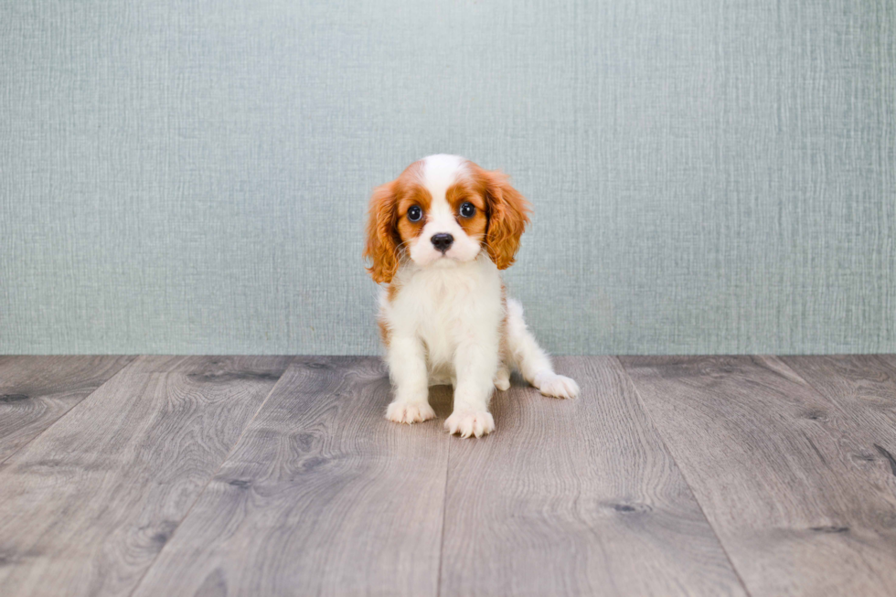 Cavalier King Charles Spaniel Pup Being Cute