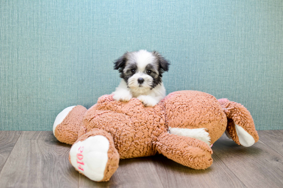 Friendly Havanese Purebred Pup