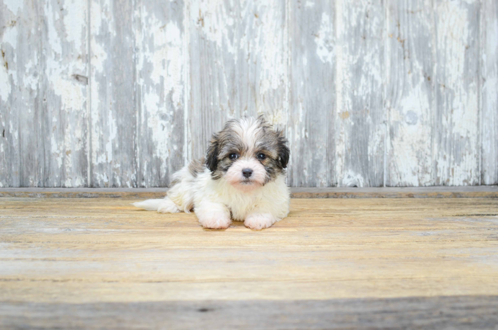 Teddy Bear Pup Being Cute