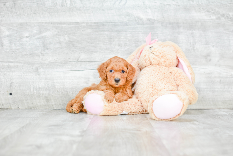 Mini Goldendoodle Pup Being Cute