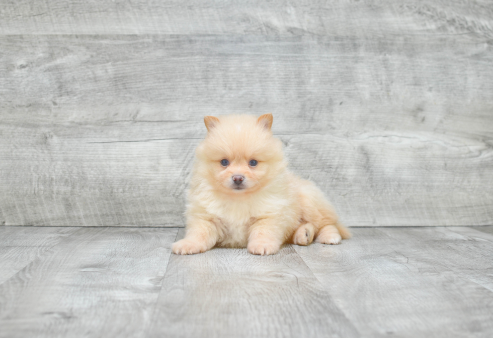 Funny Pomeranian Baby