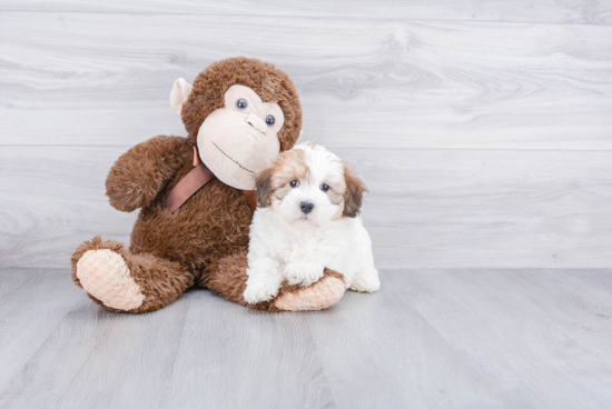 Mini Bernedoodle Pup Being Cute