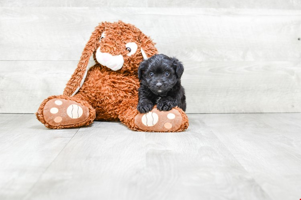 Smart Mini Aussiedoodle Poodle Mix Pup