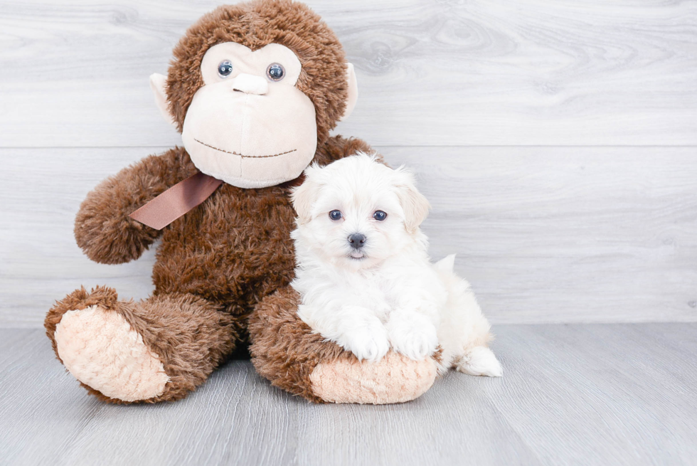 Sweet Maltipoo Baby